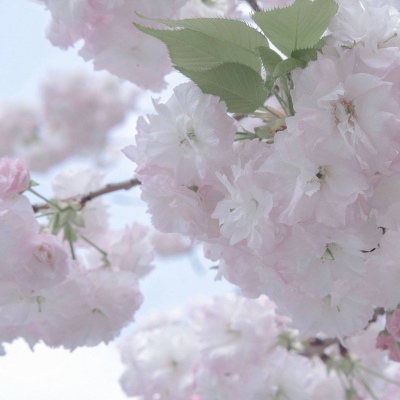 Furry插画元素技巧福瑞交流群